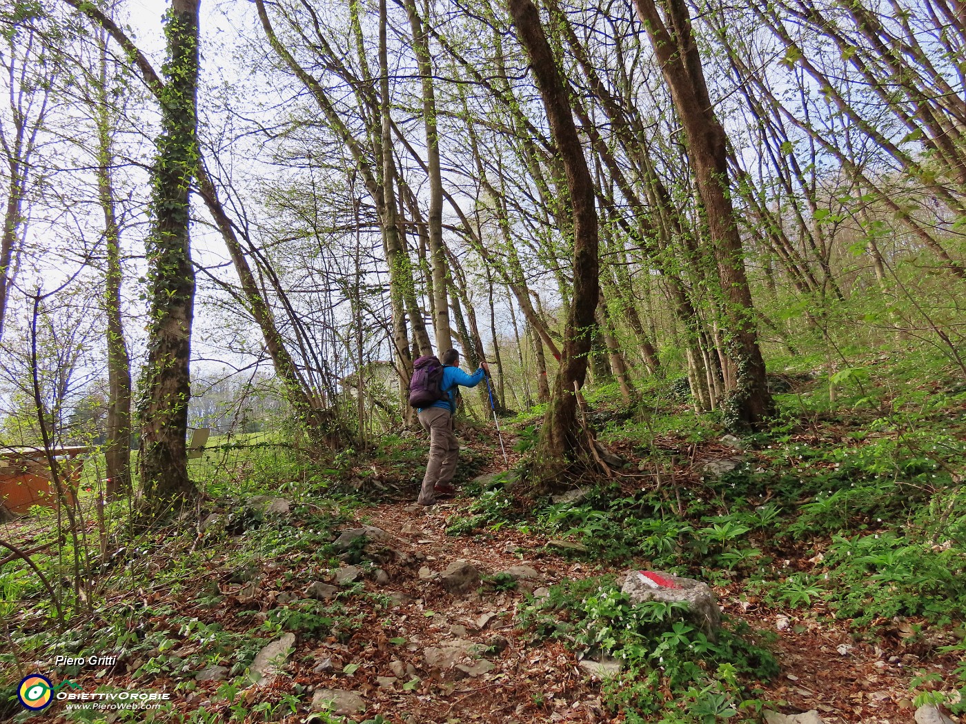 14 In salita nel bosco di carpini neri.JPG